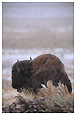 Buffalo in snow